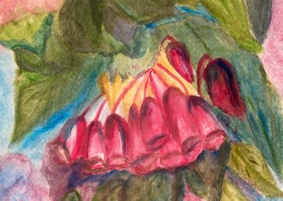 Jash Ghata-Aura - Begonia - Watercolours (framed)  - 28 x 33cm  - £45 