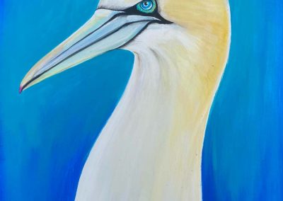 Gannet  Acrylic  Unframed A2 box canvas with painted edges.  £150  Cost does not include postage and packaging
