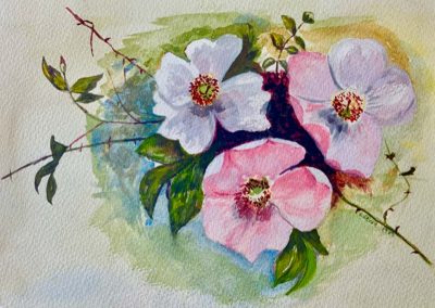 Dog Roses Watercolour - By Sylvia Sawyer - acrylic and pen